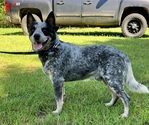 Small Photo #1 Australian Cattle Dog Puppy For Sale in CENTRAL, SC, USA