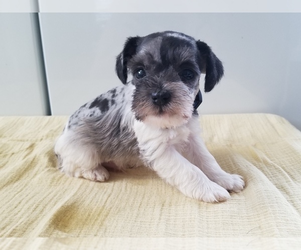 Medium Photo #5 Schnauzer (Miniature) Puppy For Sale in CANBY, OR, USA