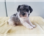 Small Photo #5 Schnauzer (Miniature) Puppy For Sale in CANBY, OR, USA