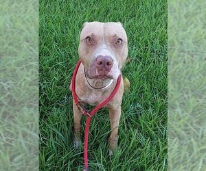 American Staffordshire Terrier Dogs for adoption in Fort Lauderdale, FL, USA