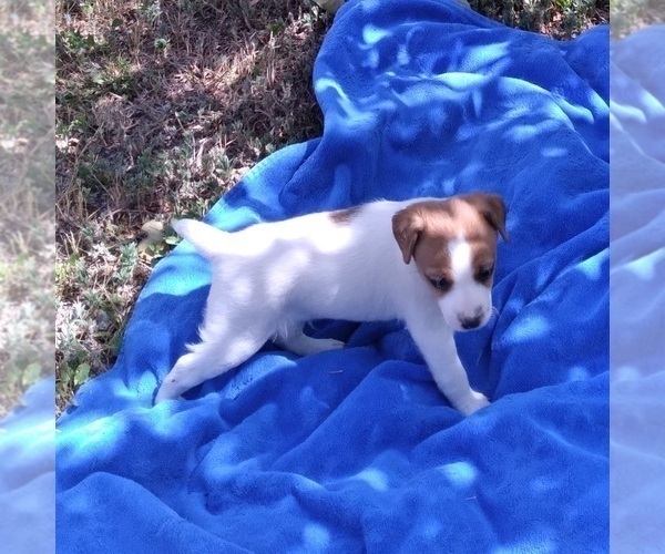 Medium Photo #4 Jack Russell Terrier Puppy For Sale in FORT COLLINS, CO, USA