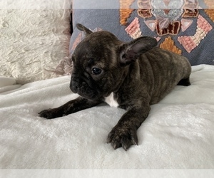 French Bulldog Puppy for sale in JOHNS ISLAND, SC, USA