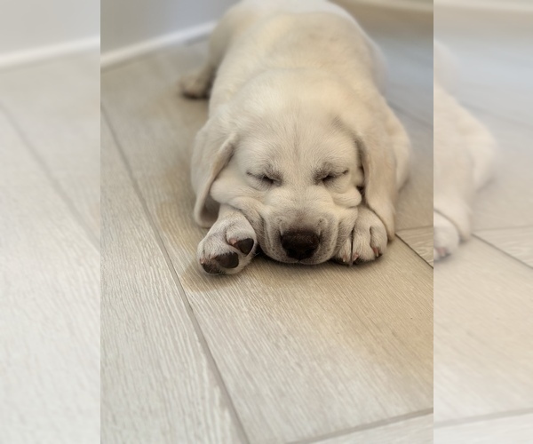Medium Photo #5 Labrador Retriever Puppy For Sale in GREER, SC, USA