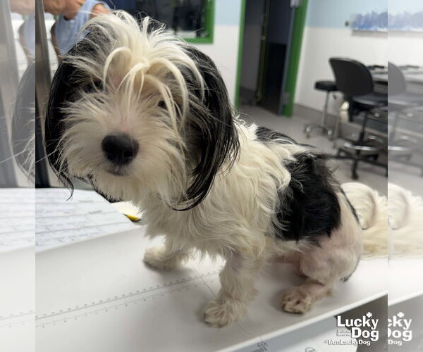 Medium Photo #4 Shih Tzu-Unknown Mix Puppy For Sale in Washington, DC, USA
