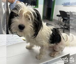 Small #3 Shih Tzu Mix