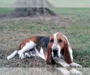 Medium Basset Hound