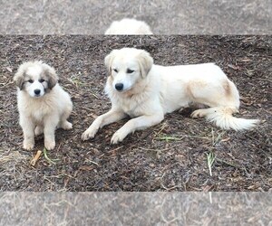Great Pyrenees Puppy for sale in OREGON HOUSE, CA, USA
