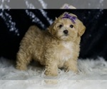 Small #3 Maltipoo