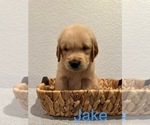 Puppy Jake Golden Retriever