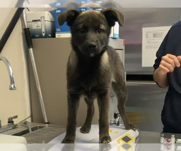 Medium Photo #1 Akita-Unknown Mix Puppy For Sale in Visalia, CA, USA