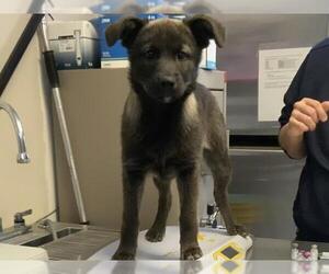 Akita-Unknown Mix Dogs for adoption in Visalia, CA, USA