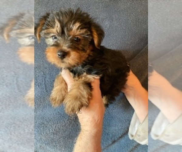 Medium Photo #1 Yorkshire Terrier Puppy For Sale in AMSTERDAM, MO, USA