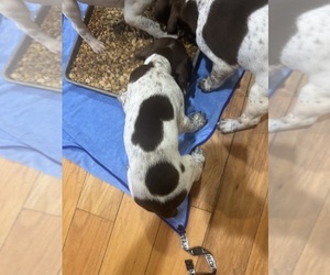 German Shorthaired Pointer Puppy for sale in CARTERSVILLE, GA, USA
