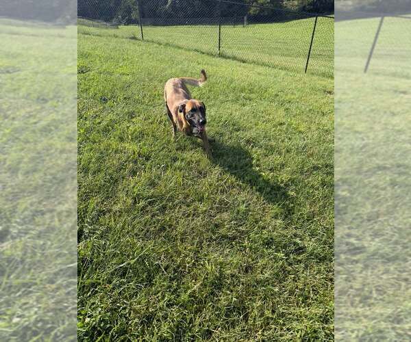 Medium Photo #6 Mutt Puppy For Sale in Imlay City, MI, USA