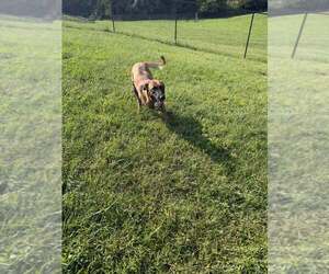 Lucian - Located in VA - Male Mutt Dog for Adoption - Photo #6