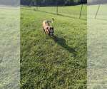 Small Photo #6 Mutt Puppy For Sale in Imlay City, MI, USA
