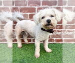 Small #5 Poodle (Miniature) Mix