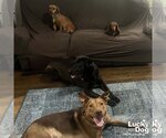 Small #3 Labrador Retriever-Retriever  Mix