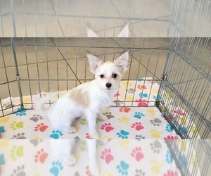 Papitese Puppy for sale in ORO VALLEY, AZ, USA