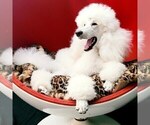 Small Photo #3 Poodle (Standard) Puppy For Sale in MIAMI, FL, USA