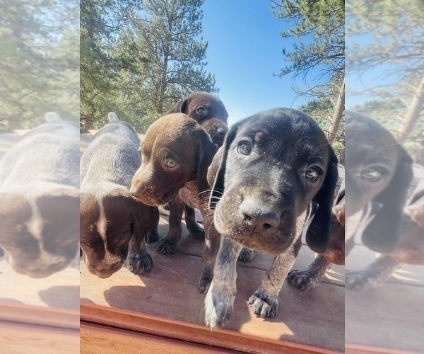 Medium Photo #22 German Shorthaired Pointer Puppy For Sale in FLORISSANT, CO, USA