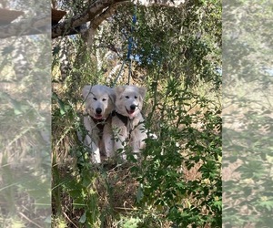 Great Pyrenees Puppy for sale in CORRAL DE TIE, CA, USA