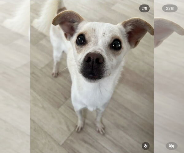 Medium Photo #3 Chihuahua Puppy For Sale in Agoura Hills, CA, USA