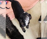 Small #1 Border Collie Mix