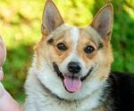 Small Photo #1 Pembroke Welsh Corgi Puppy For Sale in LIBERTY, KY, USA