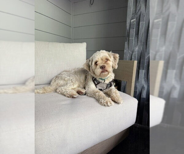 Medium Photo #10 Poodle (Standard)-Shih Tzu Mix Puppy For Sale in Raleigh, NC, USA