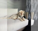 Small #9 Poodle (Standard)-Shih Tzu Mix