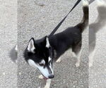 Small #7 Siberian Husky