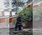 Small Photo #3 German Shepherd Dog Puppy For Sale in OLYMPIA, WA, USA
