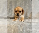 Small Photo #1 Puggle Puppy For Sale in LAKELAND, FL, USA