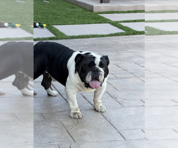 Medium Photo #2 Bulldog Puppy For Sale in Dana Point, CA, USA