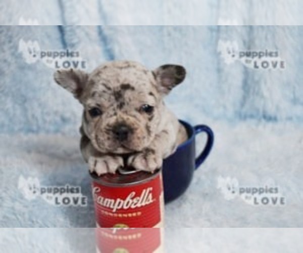 Medium Photo #11 French Bulldog Puppy For Sale in SANGER, TX, USA