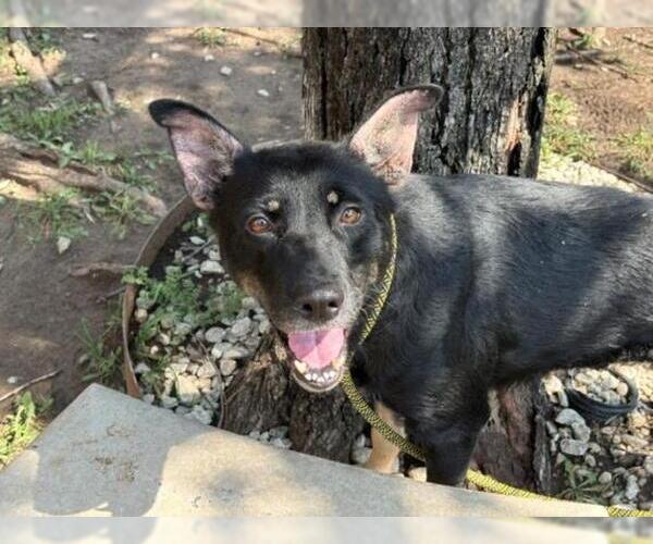 Medium Photo #2 German Shepherd Dog-Unknown Mix Puppy For Sale in Tulsa, OK, USA
