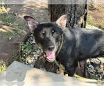 Small #1 German Shepherd Dog Mix