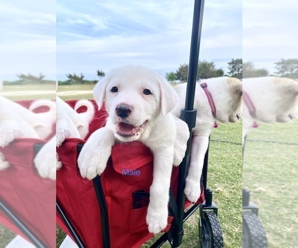 Medium Photo #1 Great Pyrenees Puppy For Sale in HUTTO, TX, USA