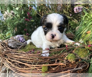 Chihuahua Puppy for sale in SHERMAN, TX, USA