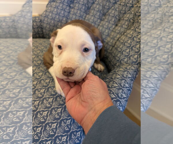 Medium Photo #3 American Staffordshire Terrier-Unknown Mix Puppy For Sale in Holly Springs, NC, USA