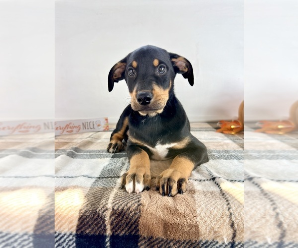 Medium Photo #3 Doberman Pinscher Puppy For Sale in GREENFIELD, IN, USA