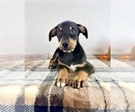Small #2 Doberman Pinscher
