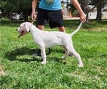 Puppy 0 Dogo Argentino