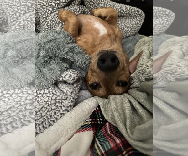 Medium Photo #4 Dachshund Puppy For Sale in Forest, VA, USA