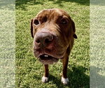 Small Photo #8 Mastiff-Staffordshire Bull Terrier Mix Puppy For Sale in Houston, TX, USA