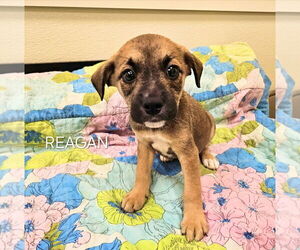 Jack Russell Terrier-Treeing Walker Coonhound Mix Dogs for adoption in Maryville, TN, USA