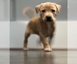 Small #3 Mutt
