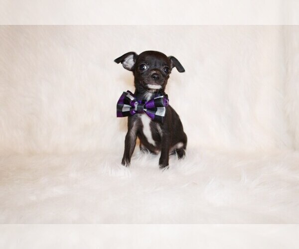 Medium Photo #95 Chihuahua Puppy For Sale in CHARLESTON, AR, USA