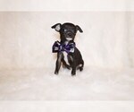 Small #7 Chihuahua